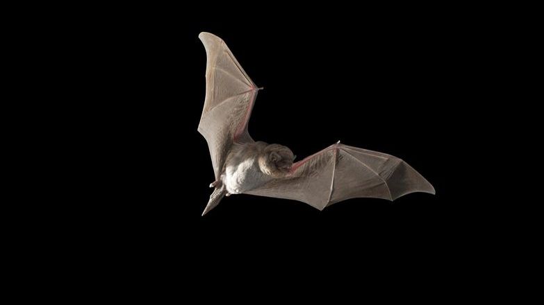 A flying bat