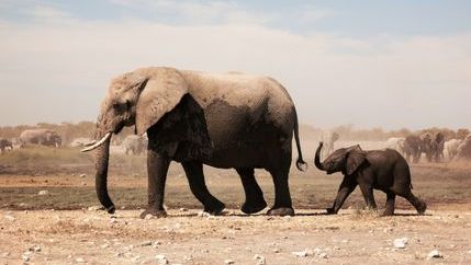 Adult and baby elephant walking