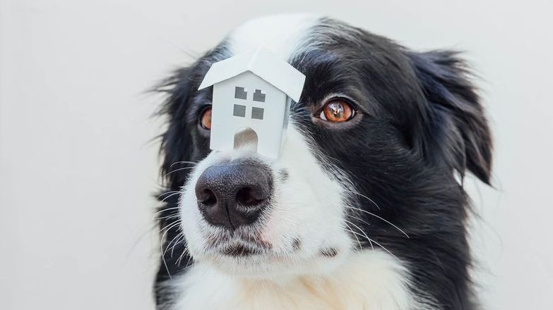 Dog posing with model house on snout