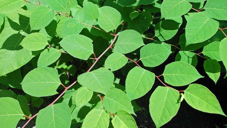 Japanese Knotweed with bright leaves