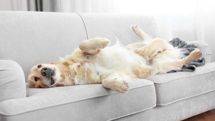 Dog relaxing on sofa