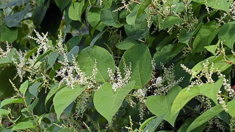 Japanese Knotweed with white flowers
