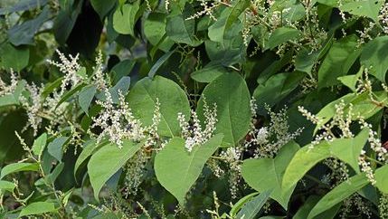 Japanese Knotweed with white flowers